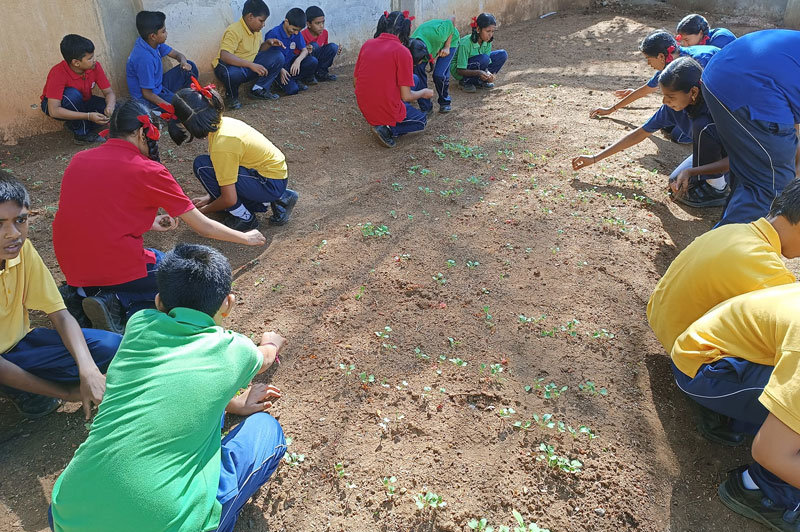 Kitchen Garden