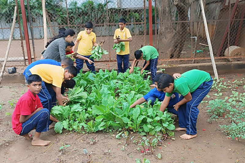 Kitchen Garden